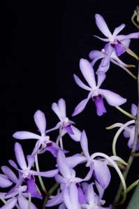 Holcovanstylis Blue Jenny Diamond Orchids AM/AOS 80 pts.